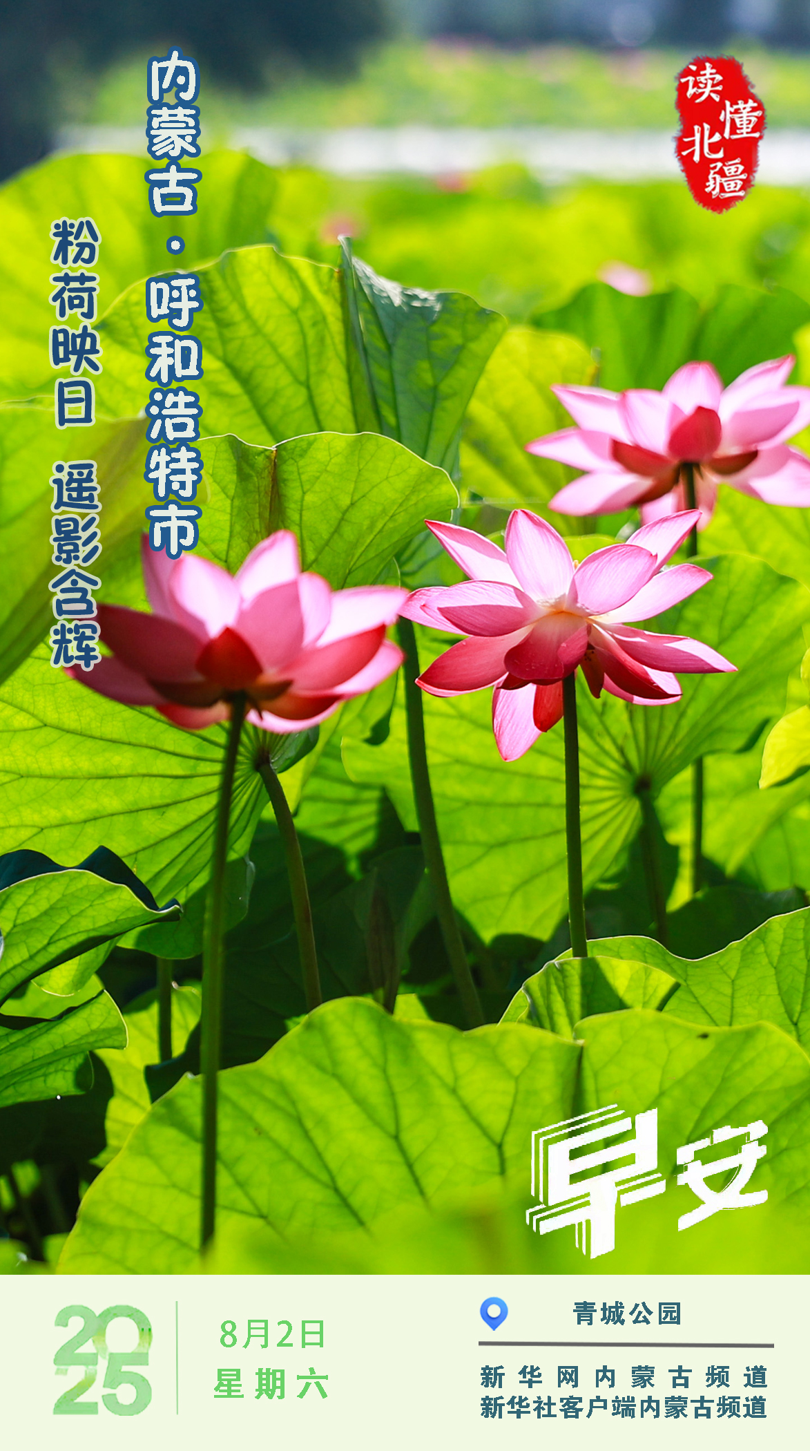 读懂北疆｜粉荷映日 遥影含辉 内蒙古呼和浩特